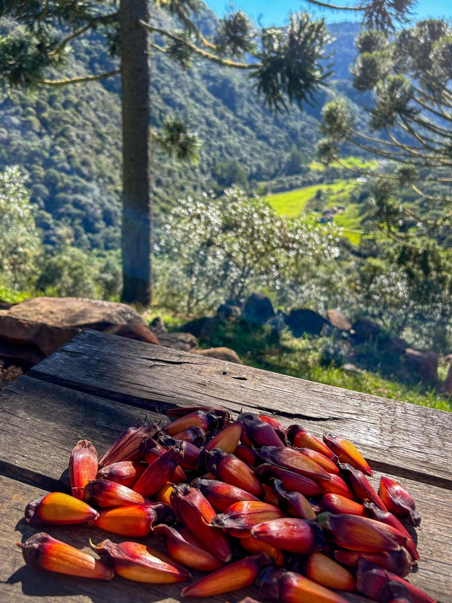 Refugio Das Araucarias Urubici Rum bild